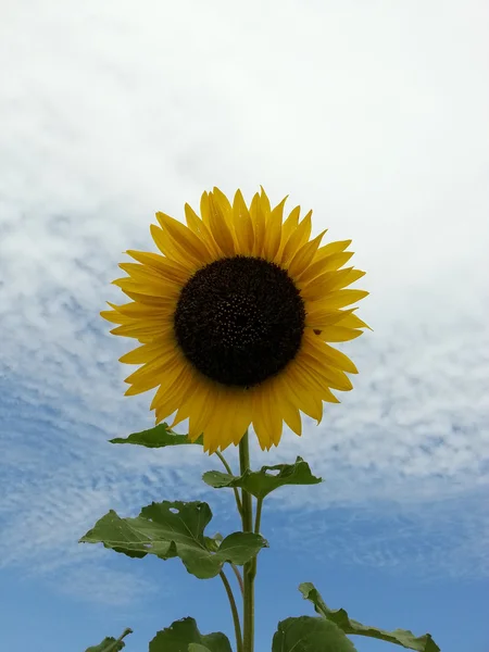 Hermoso girasol —  Fotos de Stock