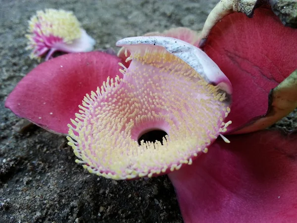 Bela flor — Fotografia de Stock