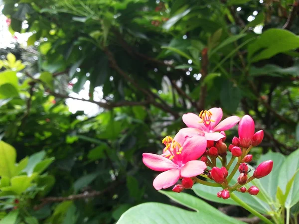 Bela flor — Fotografia de Stock