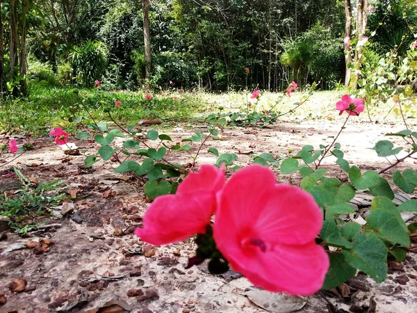 Hermosa flor — Foto de Stock