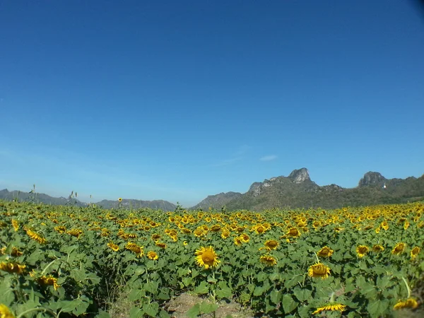 Beautiful sunflower — Stock Photo, Image