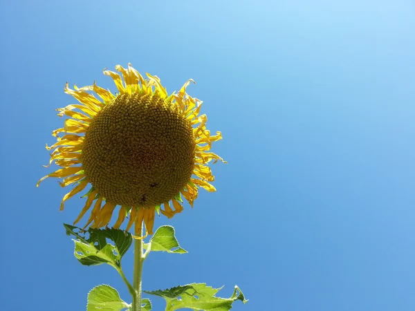 Mooie zonnebloem — Stockfoto