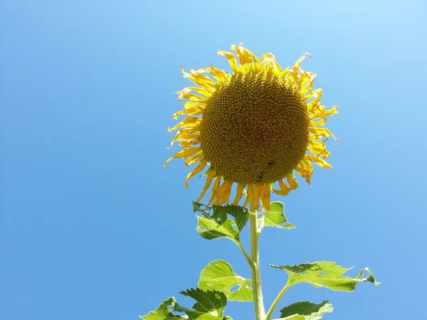 Hermoso girasol —  Fotos de Stock