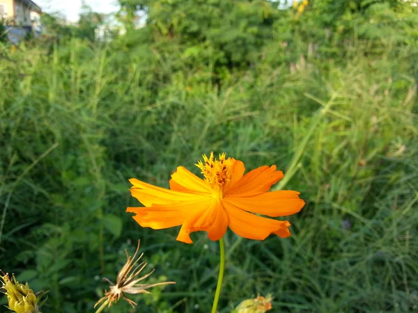 Vacker blomma — Stockfoto