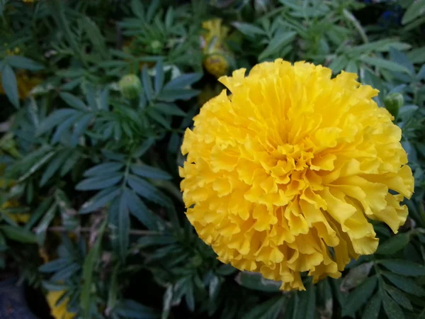 Bellissimo fiore — Foto Stock