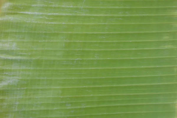 Bananen blad textuur — Stockfoto