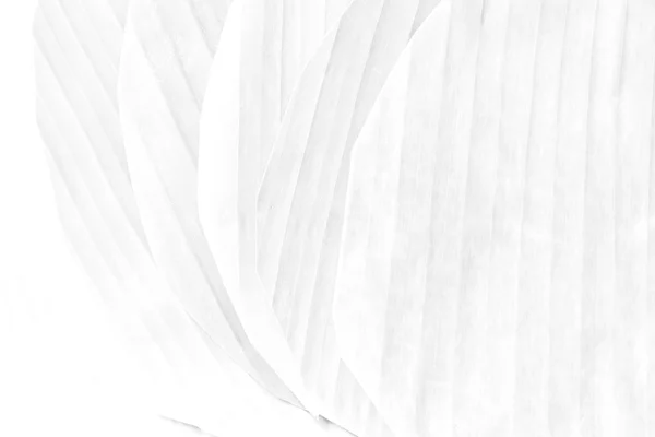 Banana leaf texture Soft tone White color — Stock Photo, Image