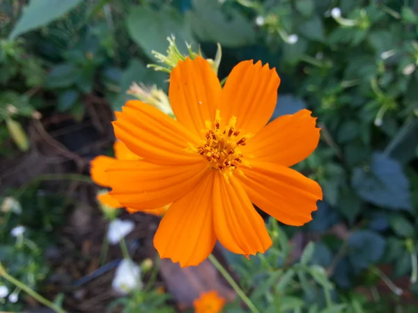 Hermosa flor —  Fotos de Stock