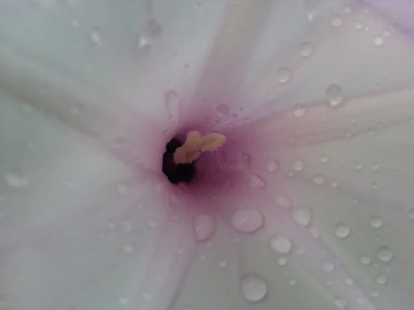 Hermosa flor —  Fotos de Stock