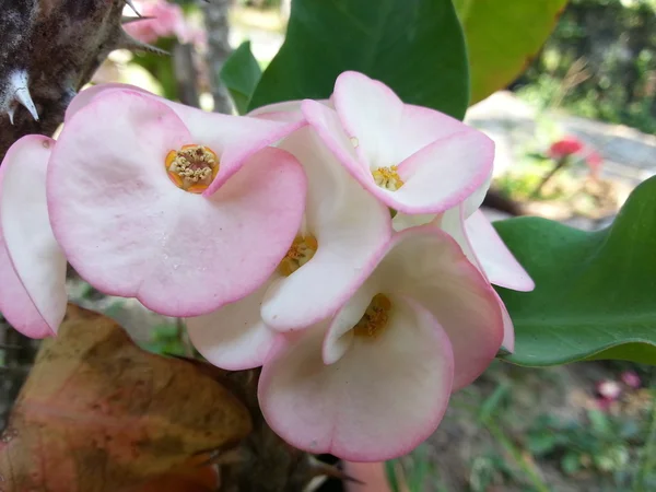 Vacker blomma — Stockfoto