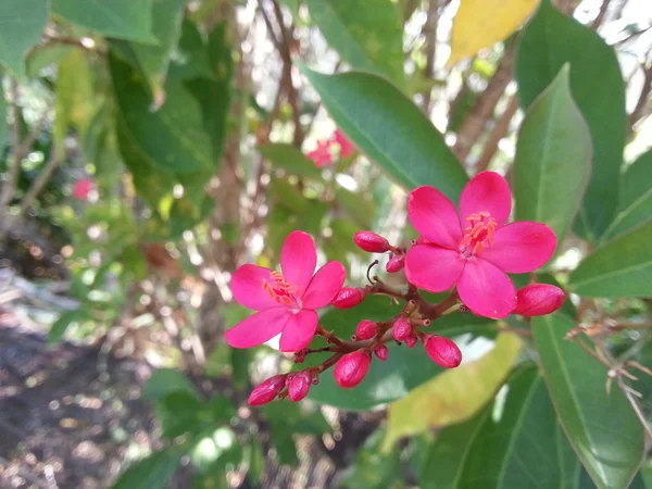 Hermosa flor —  Fotos de Stock