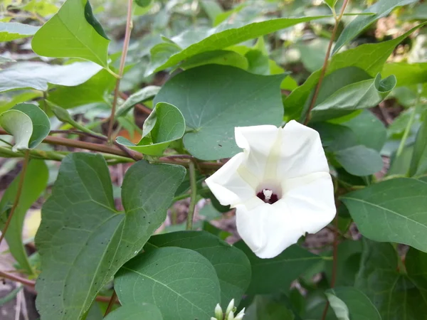 Bela flor — Fotografia de Stock