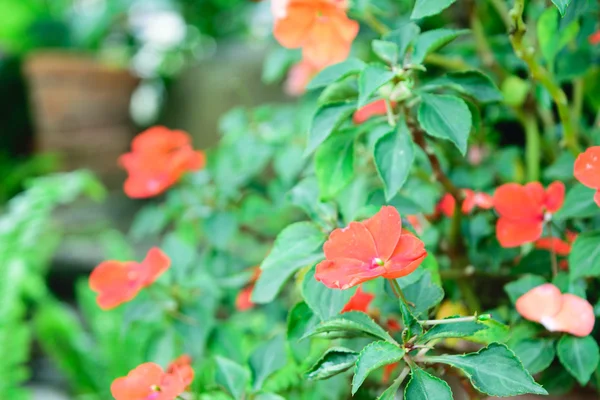 Hermosa flor — Foto de Stock