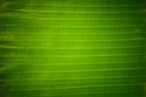 Bananen blad textuur — Stockfoto