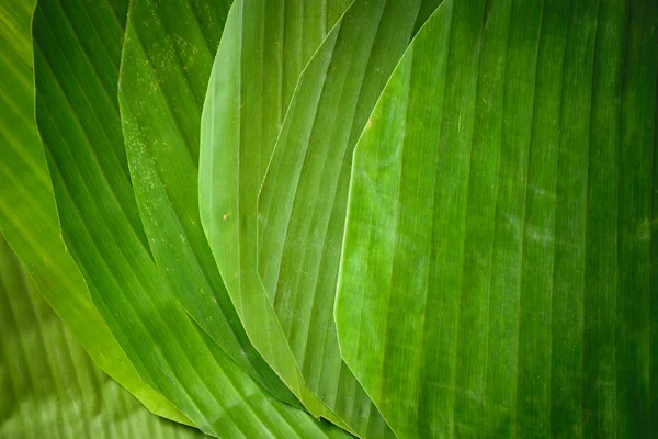 Bananen blad textuur — Stockfoto