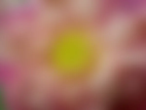Verschwommene schöne Lotusblume — Stockfoto
