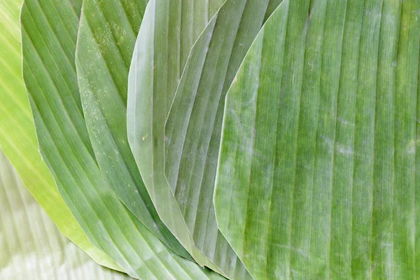 Textura da folha de banana — Fotografia de Stock