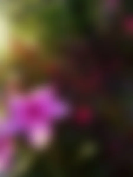 Blurred Beautiful Flower — Stock Photo, Image
