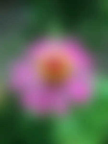 Splendido fiore offuscato — Foto Stock