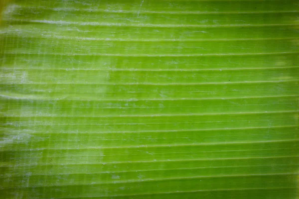 Textura da folha de banana — Fotografia de Stock