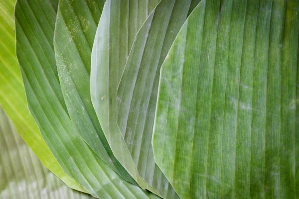 Textura da folha de banana — Fotografia de Stock