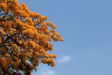 Tavus kuşu çiçeği