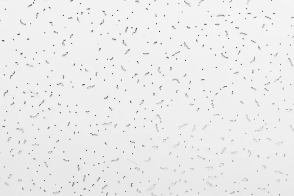 Kontrplak doku beyaz renk tavan — Stok fotoğraf
