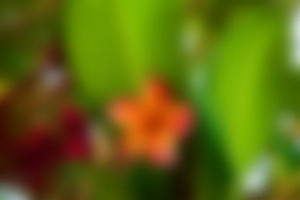 Wazig mooie plumeria bloem — Stockfoto