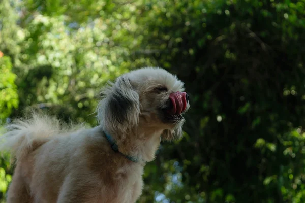 Anjing menjilati bibir — Stok Foto