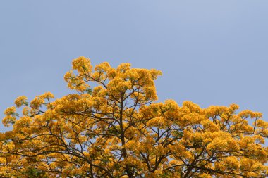 Tavus kuşu çiçeği