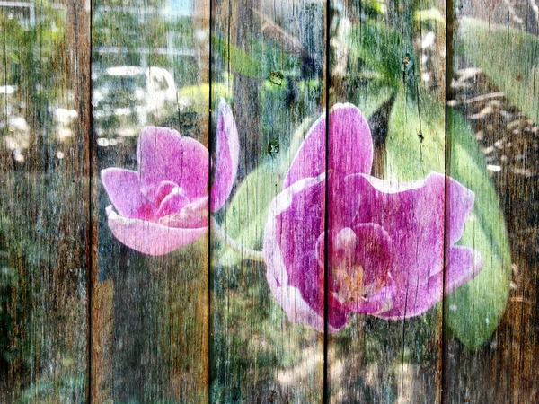Flor de orquídea en textura de madera —  Fotos de Stock