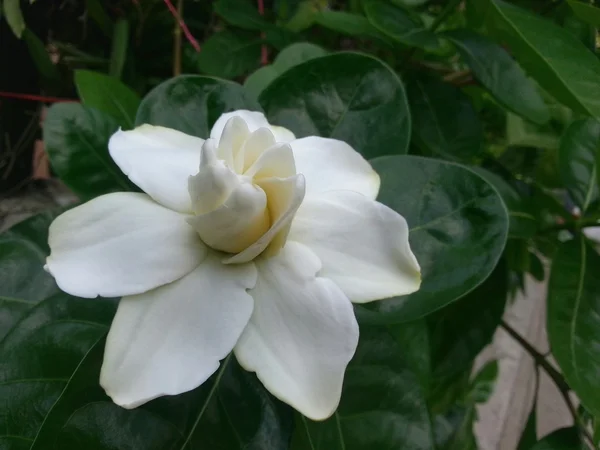 Hermosa flor —  Fotos de Stock