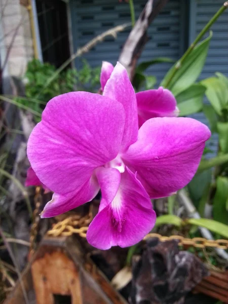 Bela flor — Fotografia de Stock