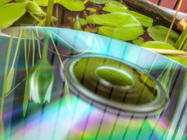 Idee neergeschoten lotusbloem weerspiegeld op schijf — Stockfoto