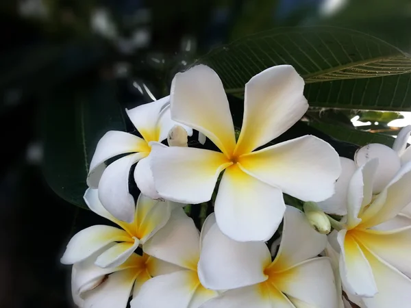Krásná květina — Stock fotografie