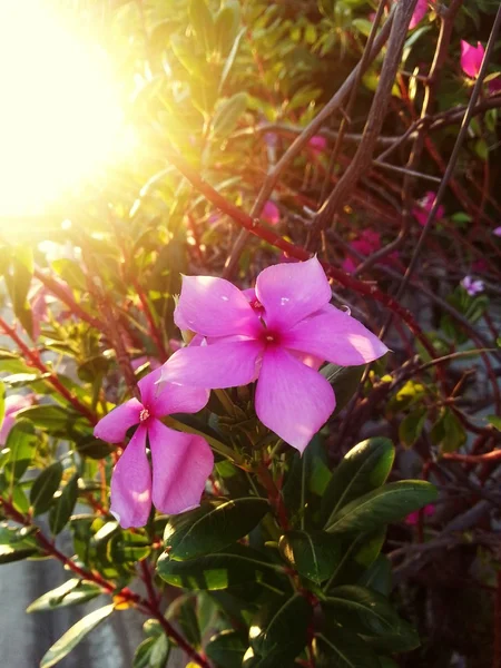 Hermosa flor — Foto de Stock