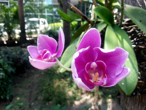 Hermosa flor —  Fotos de Stock