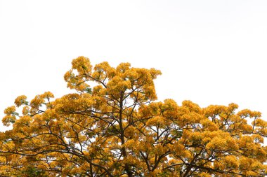 Tavus kuşu çiçek izole kırpma yolu