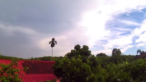 Después del tiempo de lluvia en la plantación de caucho, Timelapse — Vídeos de Stock