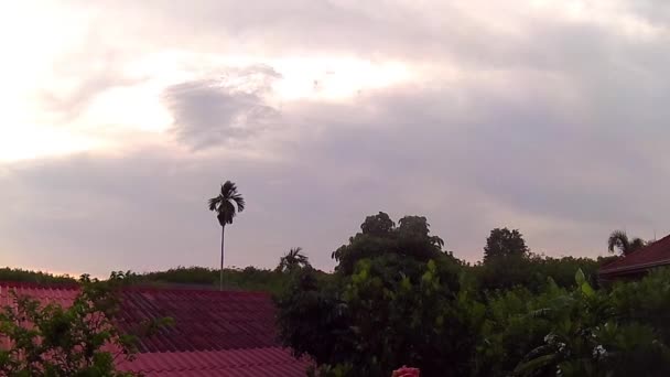 Sunset time at rubber plantation, Timelapse — Stock Video