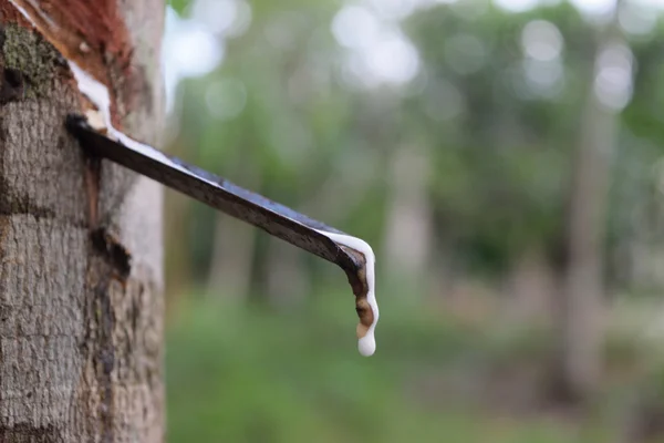 Natural latex dripping from a rubber tree — Stock Photo, Image