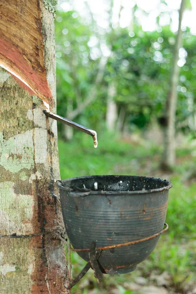 Látex natural gotejamento de uma árvore de borracha — Fotografia de Stock