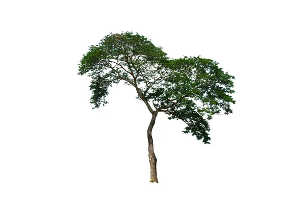Велике дерево ізольовано на білому тлі, відсічний контур включено . — стокове фото