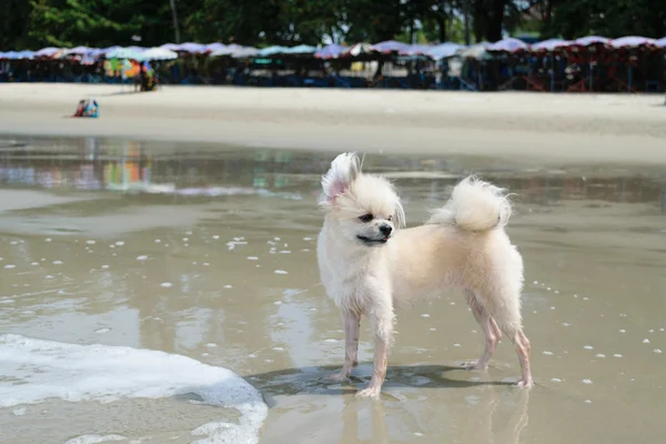 かわいい犬 — ストック写真