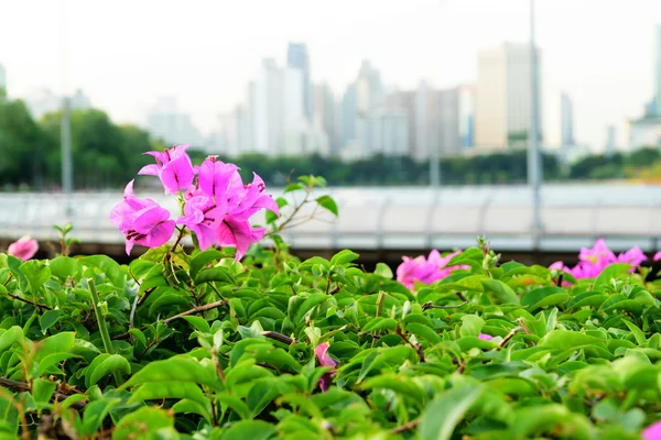 Bougainvillea çiçek