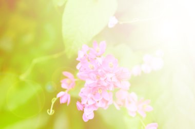 Beautiful flowers soft focus and bright light
