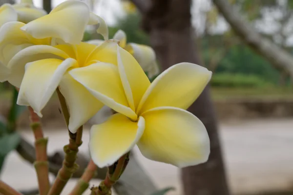 Bunga plumeria yang indah — Stok Foto