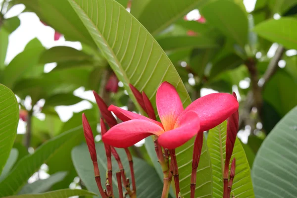 Mooie plumeria bloem — Stockfoto