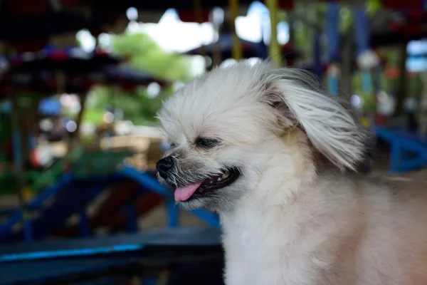 Carino cane — Foto Stock