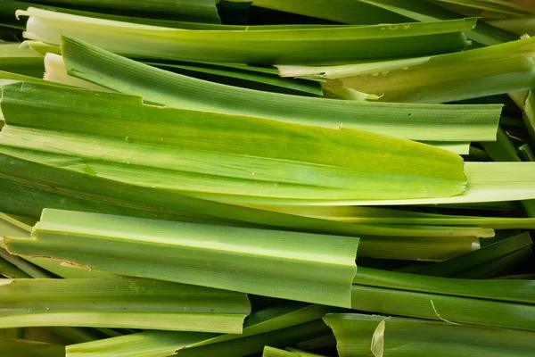 Folha pandanus textura dividida — Fotografia de Stock